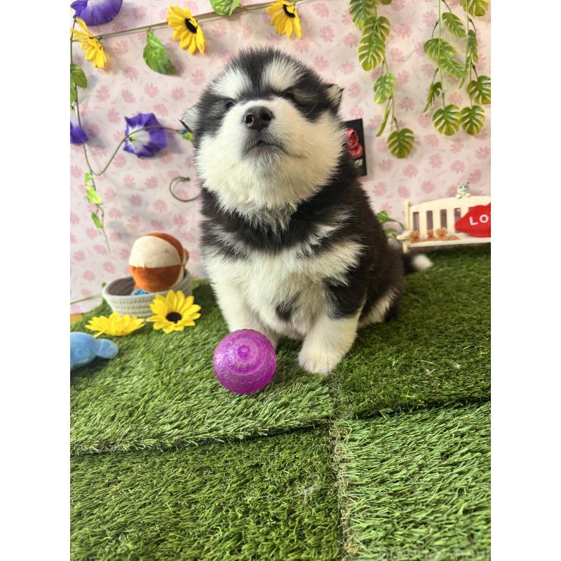 販売中の静岡県のアラスカンマラミュート-453858の2枚目