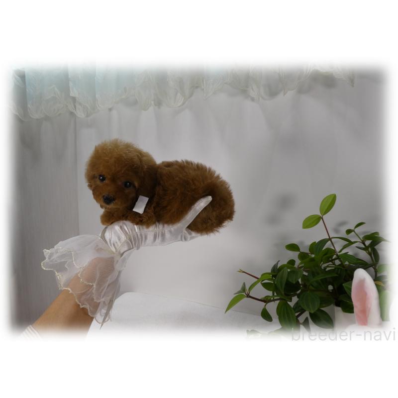 販売中の埼玉県のティーカッププードル-453857の8枚目