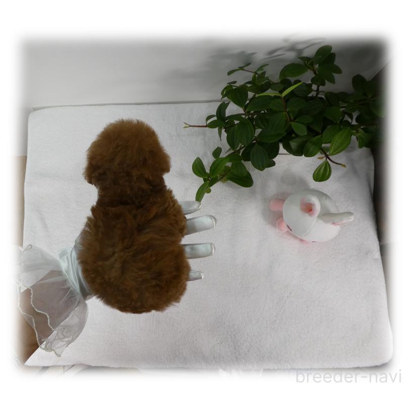 販売中の埼玉県のティーカッププードル-453857の7枚目