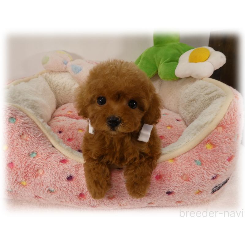 販売中の埼玉県のティーカッププードル-453857の6枚目