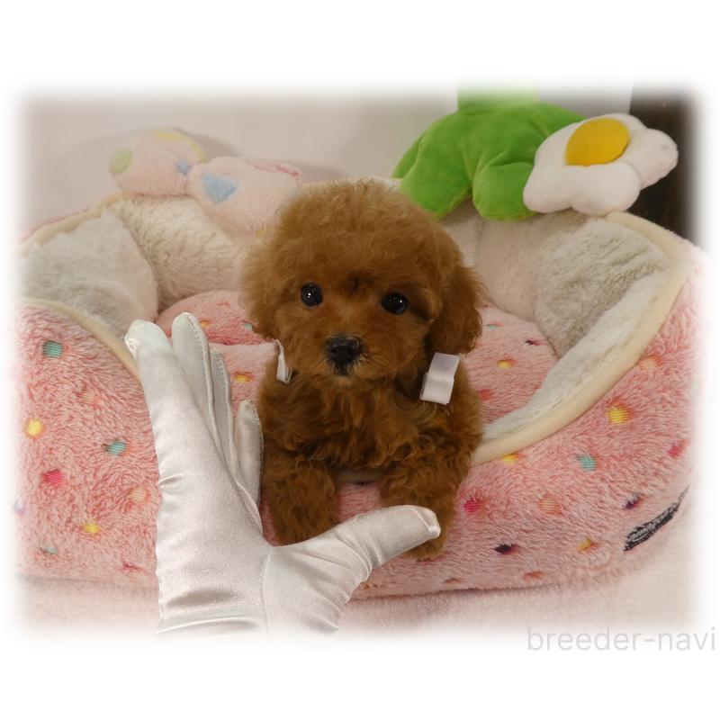 販売中の埼玉県のティーカッププードル-453857の5枚目