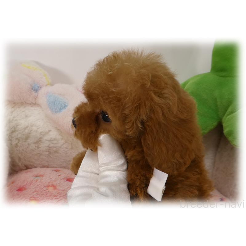 販売中の埼玉県のティーカッププードル-453857の4枚目