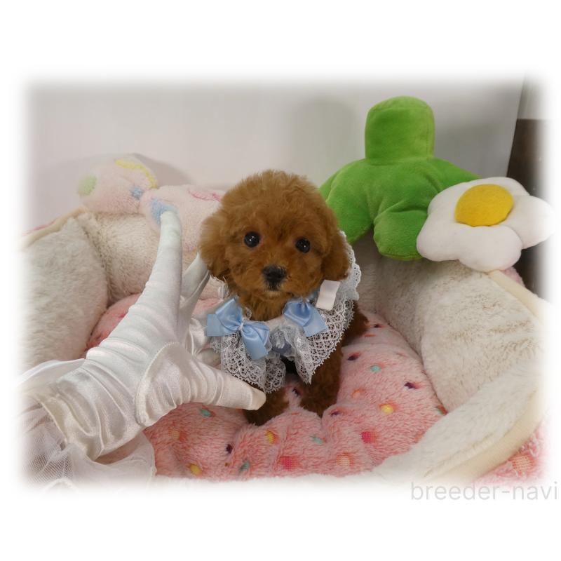 販売中の埼玉県のティーカッププードル-453857の3枚目