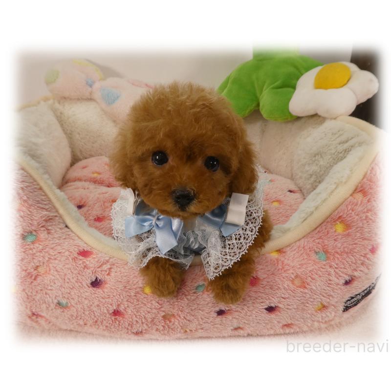 販売中の埼玉県のティーカッププードル-453857の2枚目