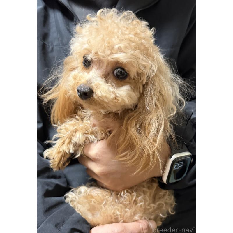 販売中の埼玉県のティーカッププードル-388210の3枚目