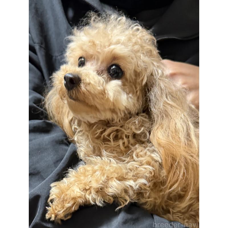 販売中の埼玉県のティーカッププードル-388210の2枚目