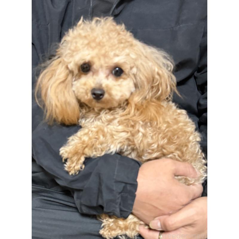 販売中の埼玉県のティーカッププードル-388210