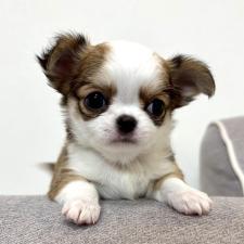 ♀︎チワワ(ロングコート)