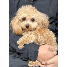 オンライン見学