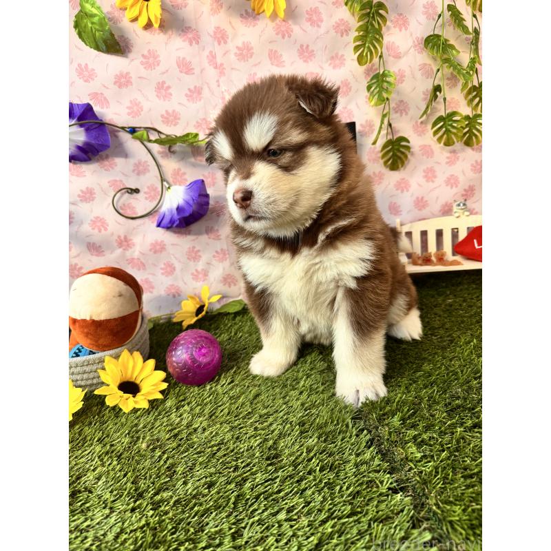 販売中の静岡県のアラスカンマラミュート-453861の8枚目