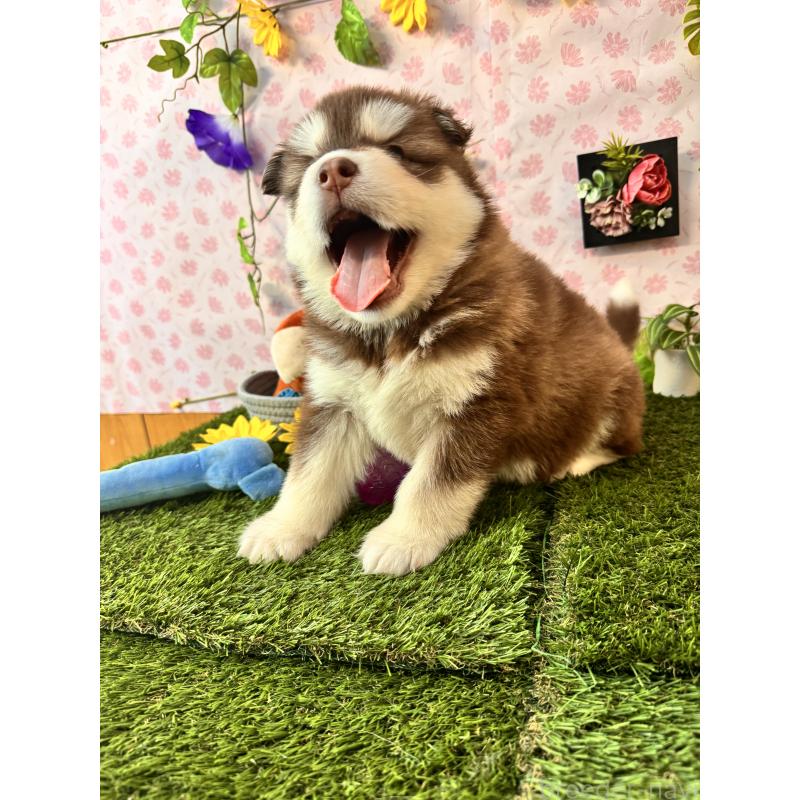 販売中の静岡県のアラスカンマラミュート-453861の7枚目
