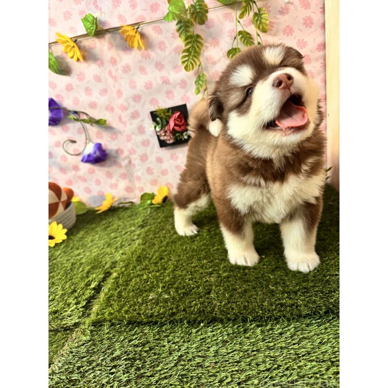 販売中の静岡県のアラスカンマラミュート-453861の4枚目