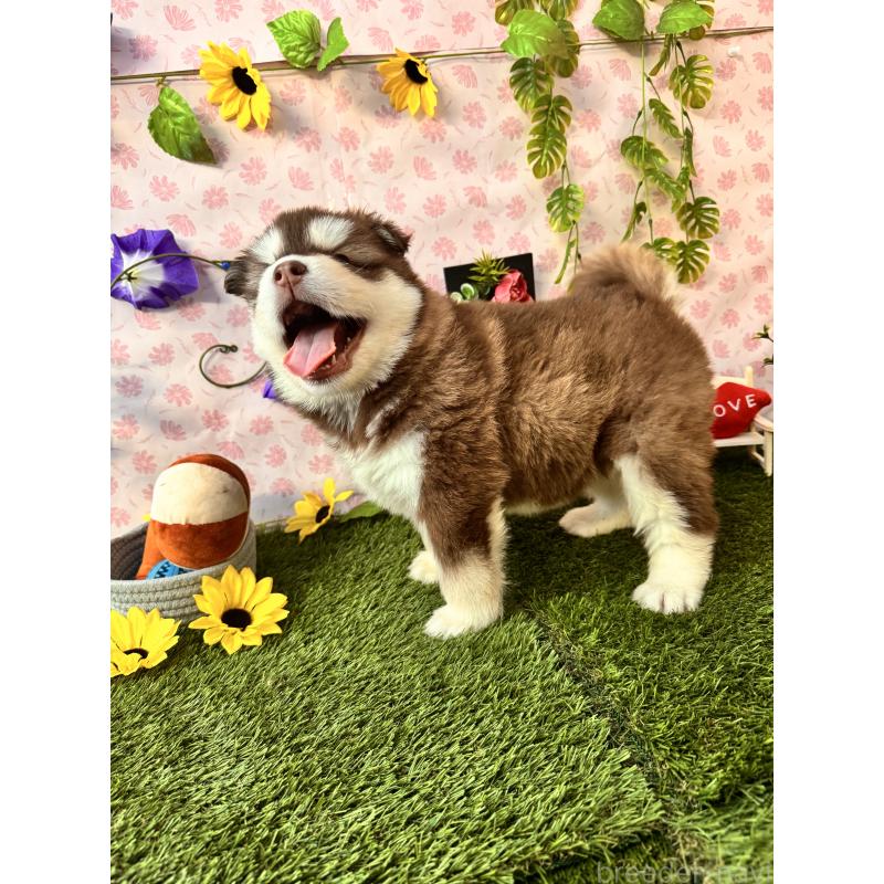 販売中の静岡県のアラスカンマラミュート-453861の3枚目