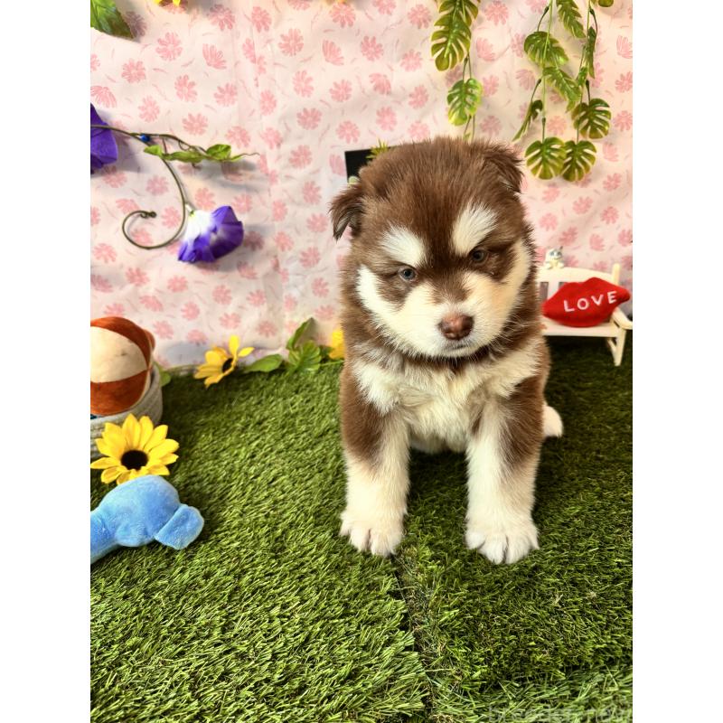 販売中の静岡県のアラスカンマラミュート-453861の2枚目