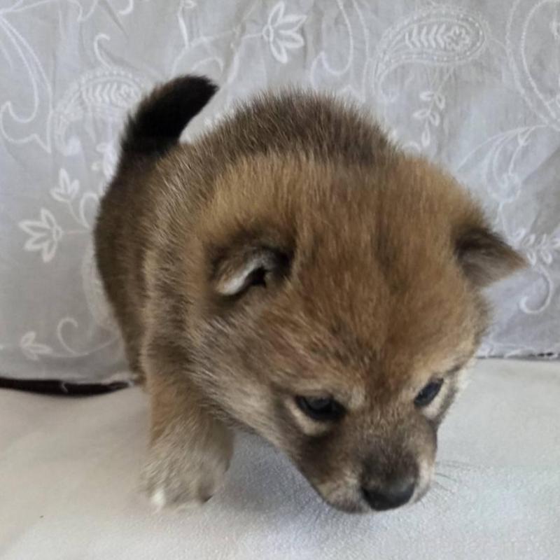 販売中の群馬県の柴犬-453862の5枚目