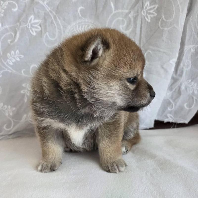 販売中の群馬県の柴犬-453862の4枚目