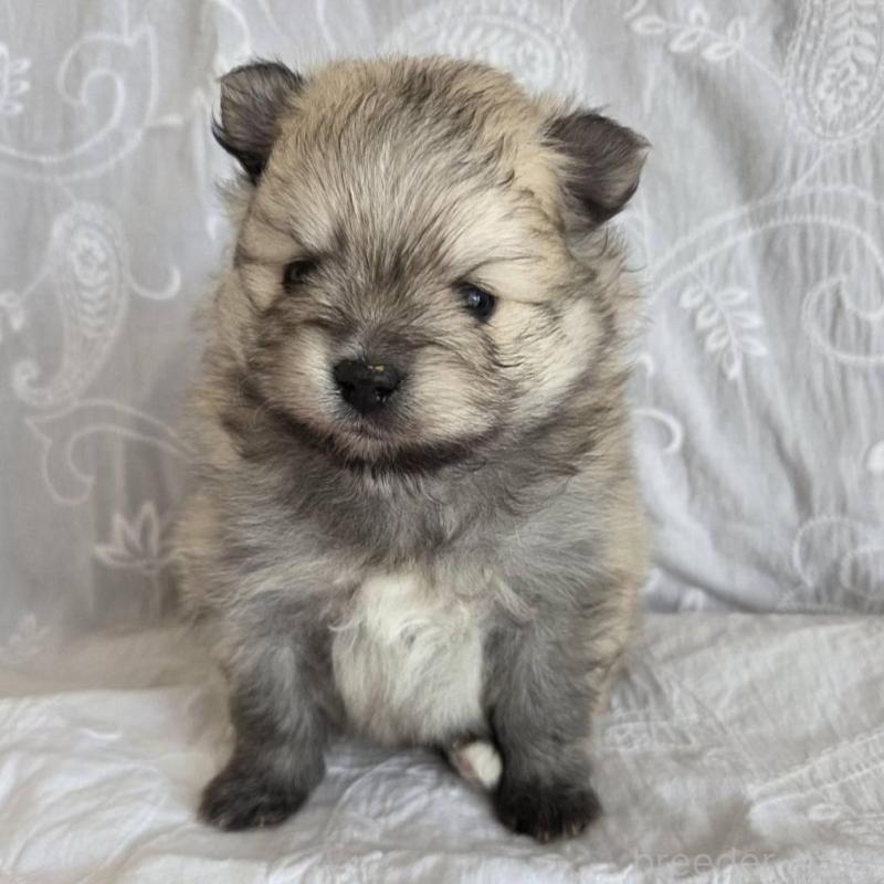 販売中の群馬県のポメラニアン-453866の5枚目