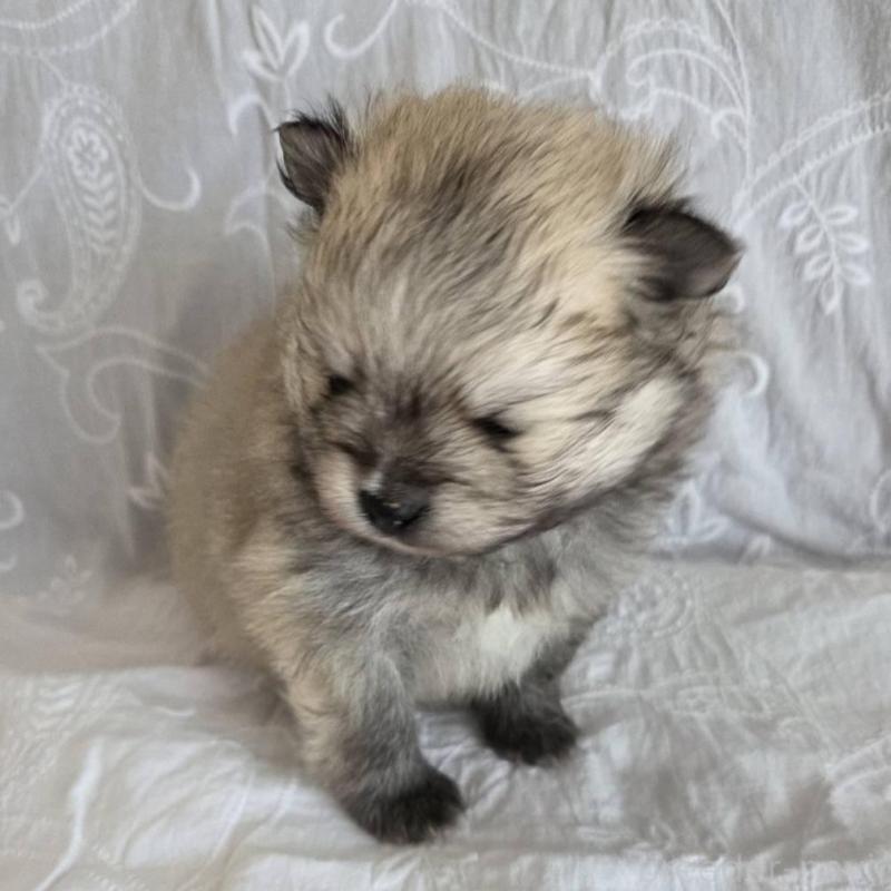 販売中の群馬県のポメラニアン-453866の4枚目