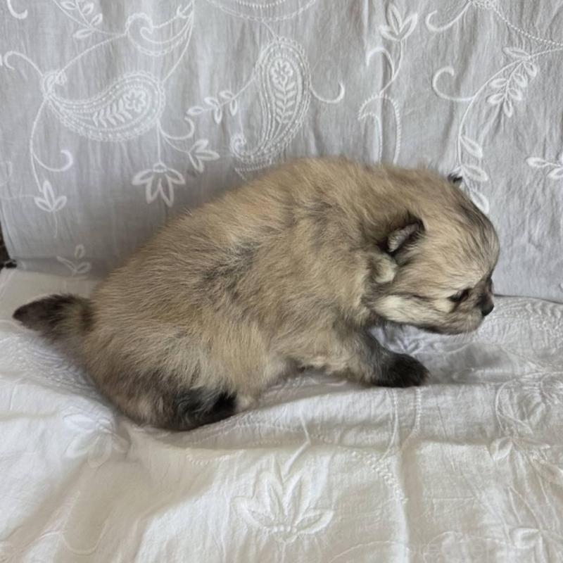 販売中の群馬県のポメラニアン-453866の3枚目