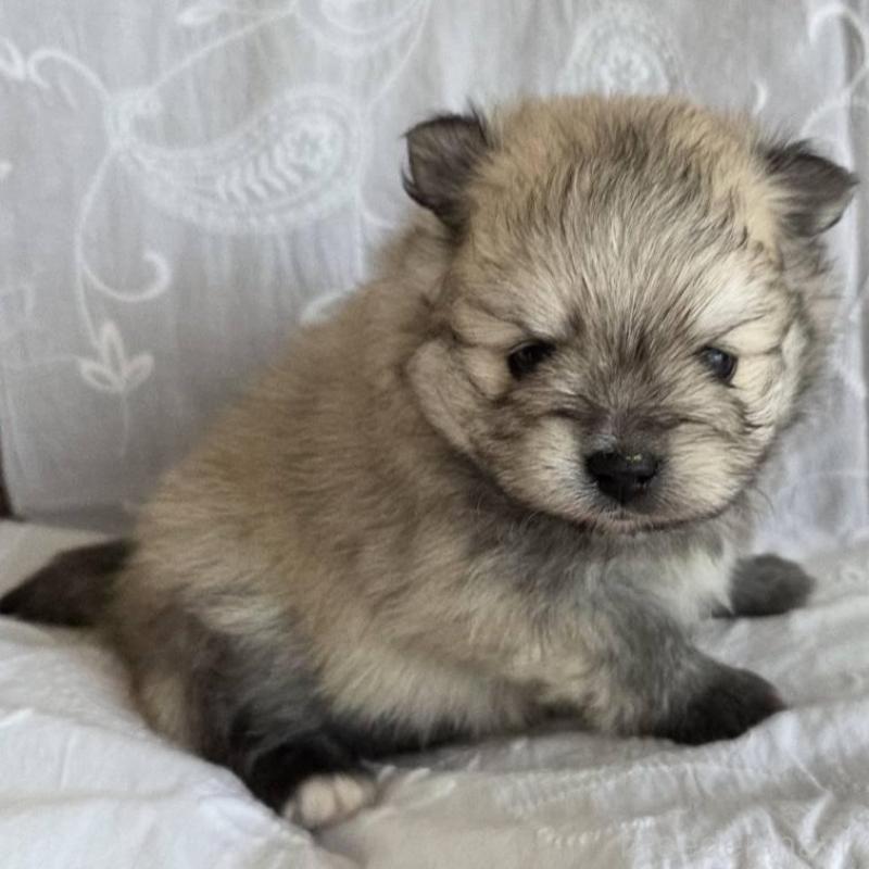 販売中の群馬県のポメラニアン-453866の2枚目