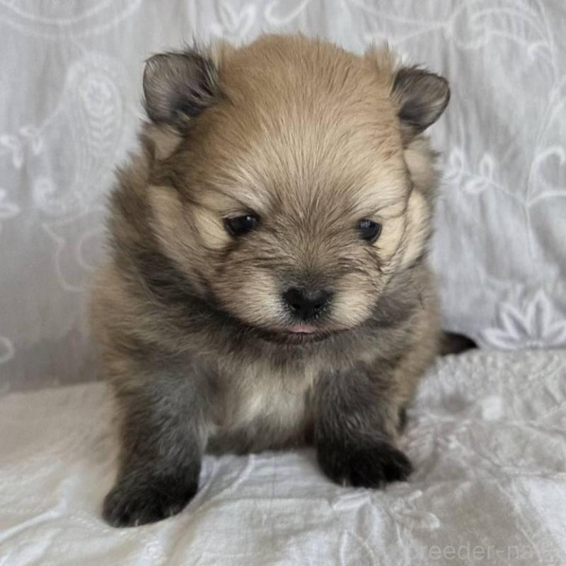 販売中の群馬県のポメラニアン-453869の5枚目