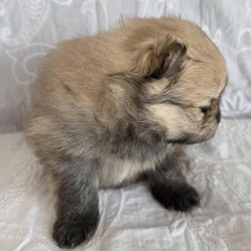 販売中の群馬県のポメラニアン-453869の4枚目