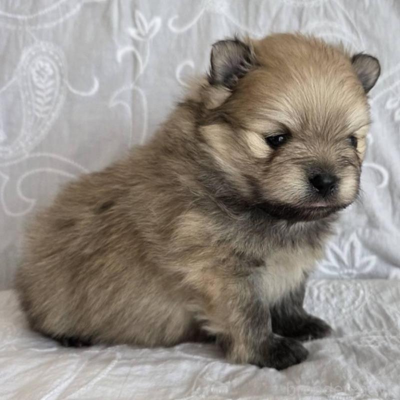 販売中の群馬県のポメラニアン-453869の3枚目