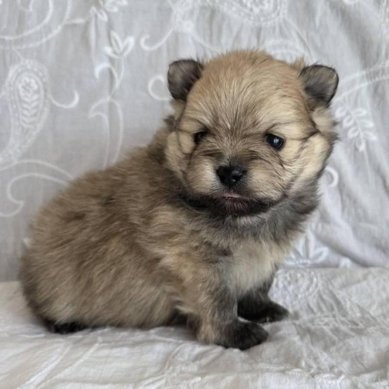 販売中の群馬県のポメラニアン-453869の2枚目