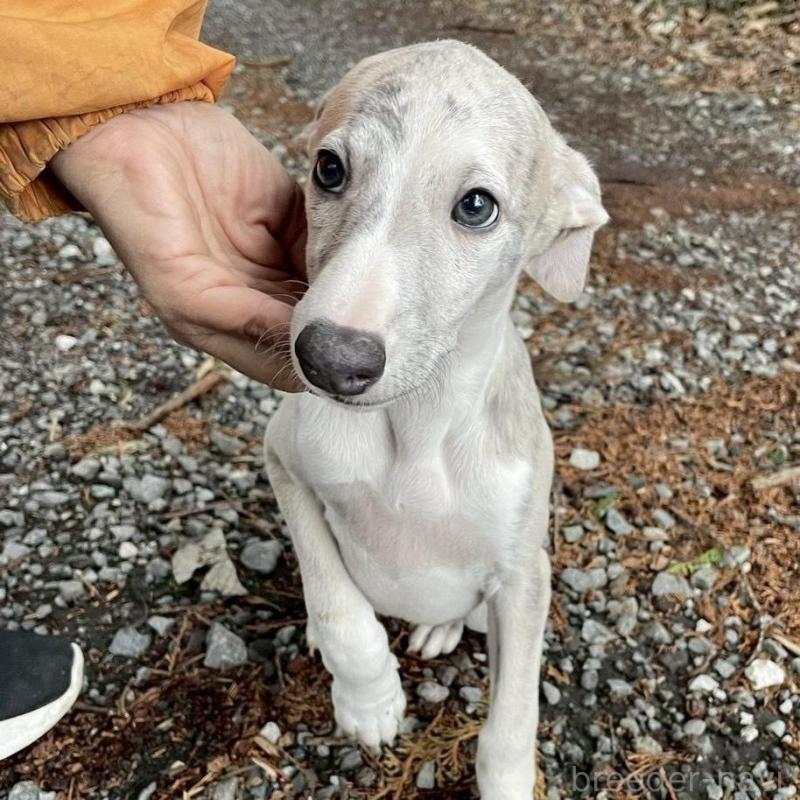 販売中の静岡県のウィペット-453870の10枚目