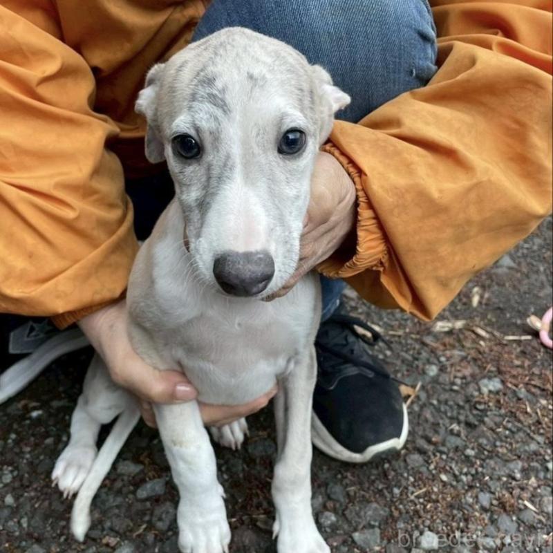 販売中の静岡県のウィペット-453870の9枚目