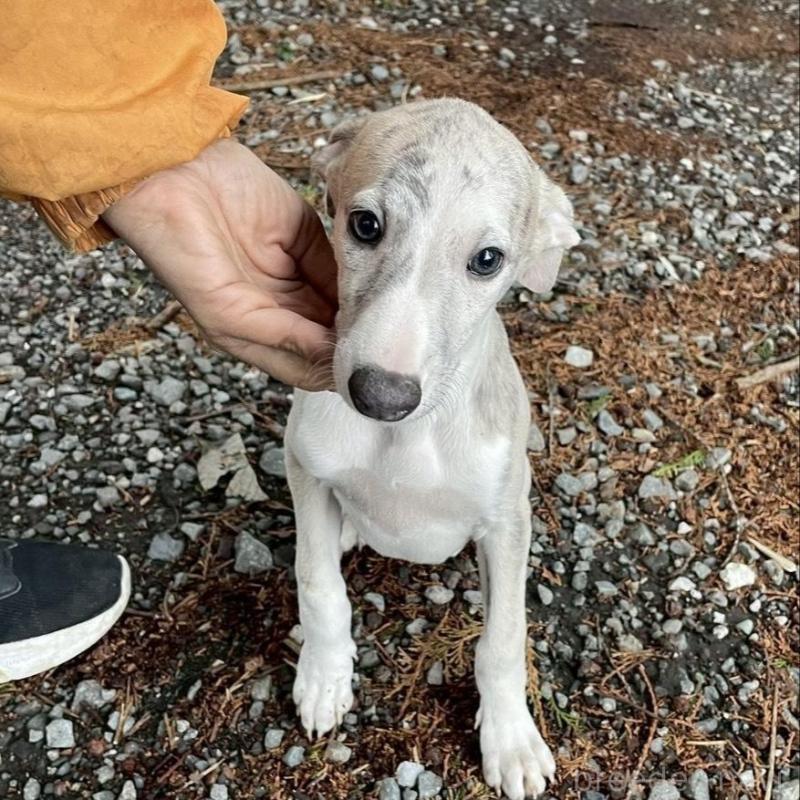 販売中の静岡県のウィペット-453870の8枚目