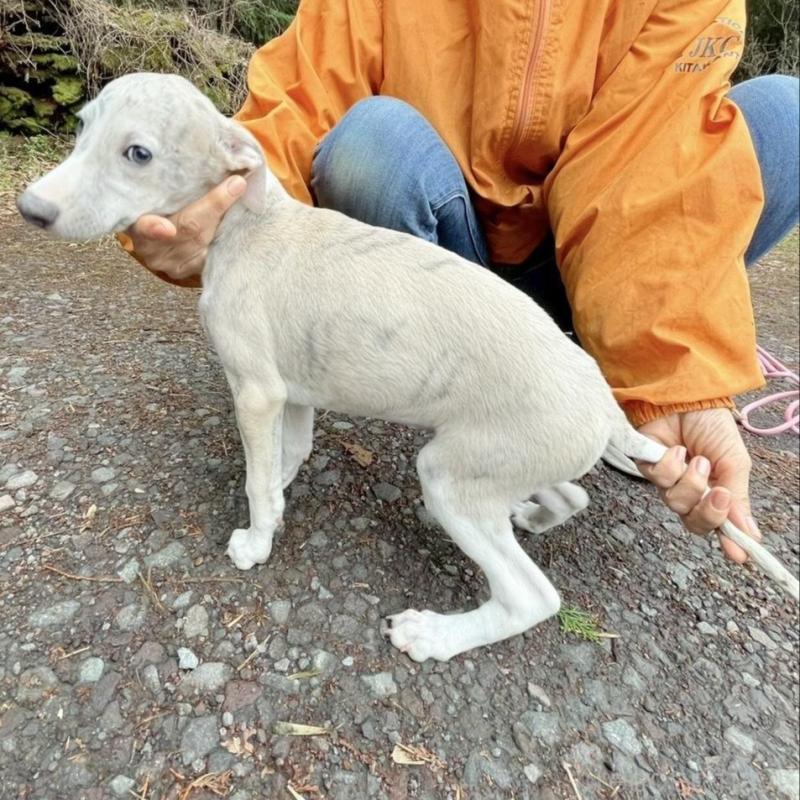 販売中の静岡県のウィペット-453870の6枚目