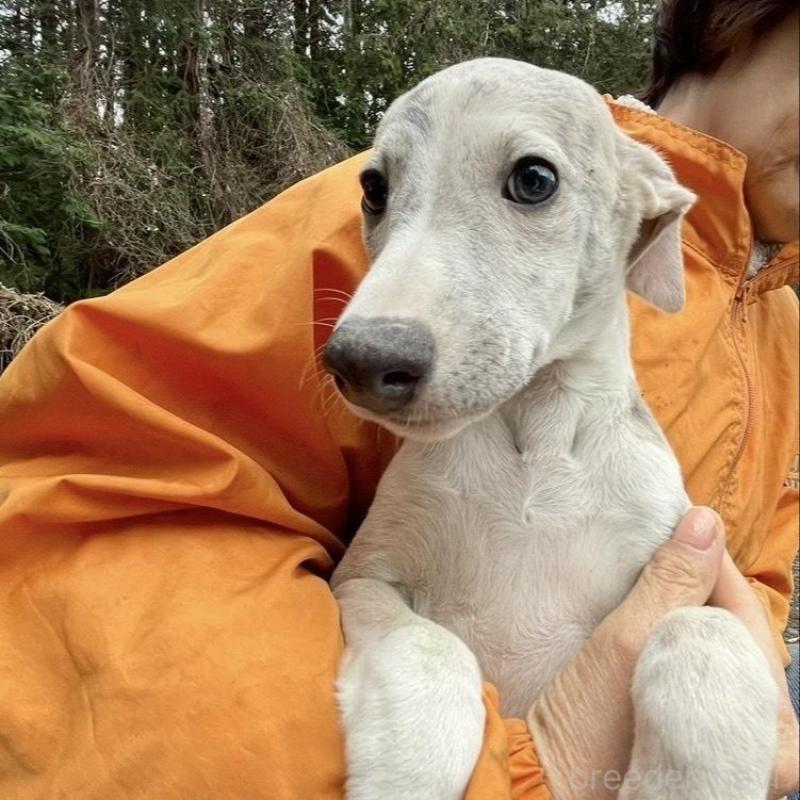 販売中の静岡県のウィペット-453870の5枚目