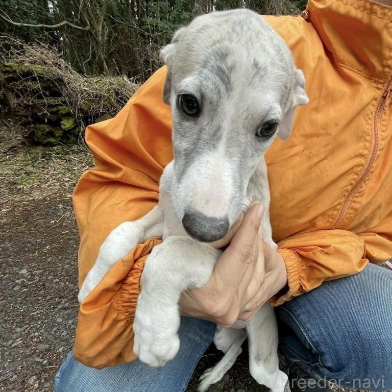 販売中の静岡県のウィペット-453870の4枚目