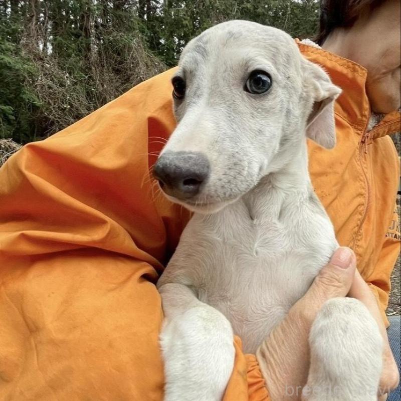 販売中の静岡県のウィペット-453870の3枚目