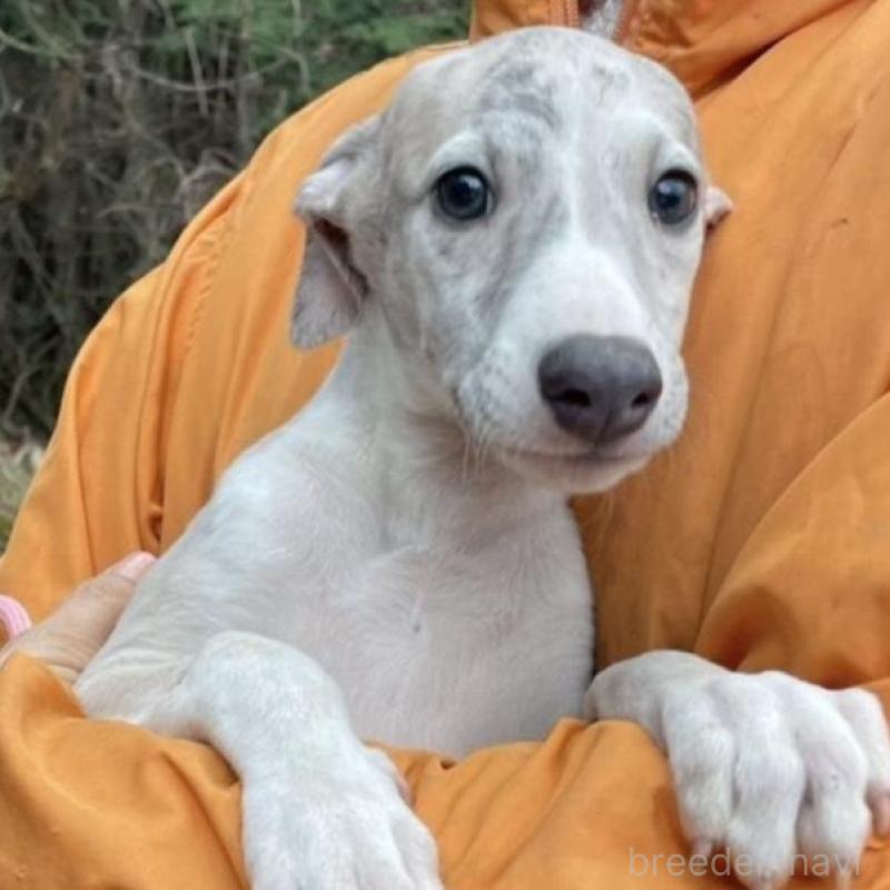 販売中の静岡県のウィペット-453870の2枚目