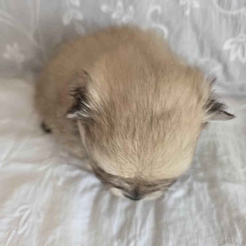 販売中の群馬県のポメラニアン-453872の5枚目