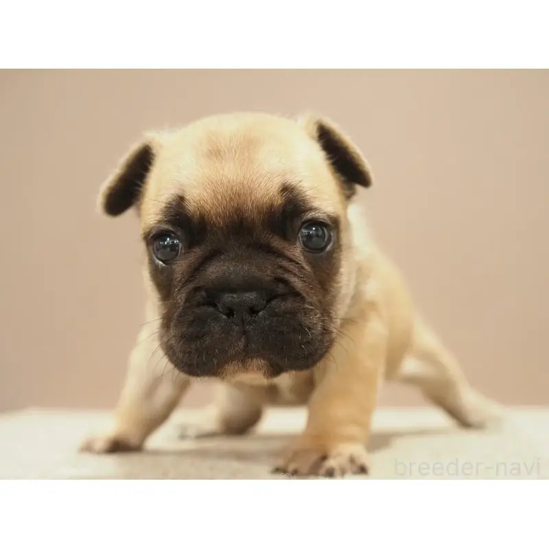 販売中の愛知県のフレンチブルドッグ-453876の8枚目