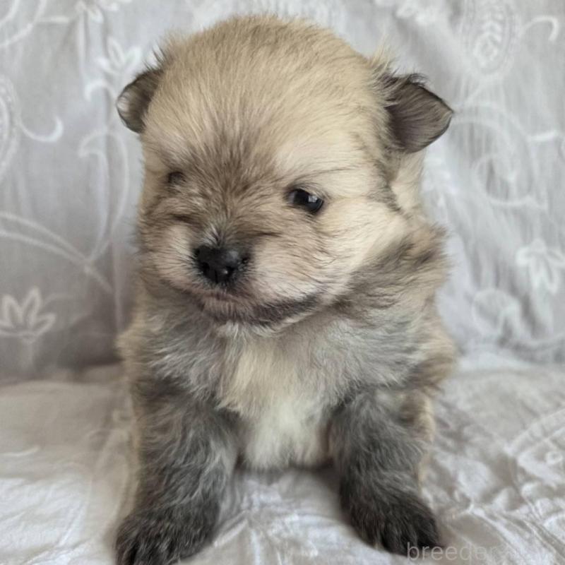 販売中の群馬県のポメラニアン-453872の4枚目