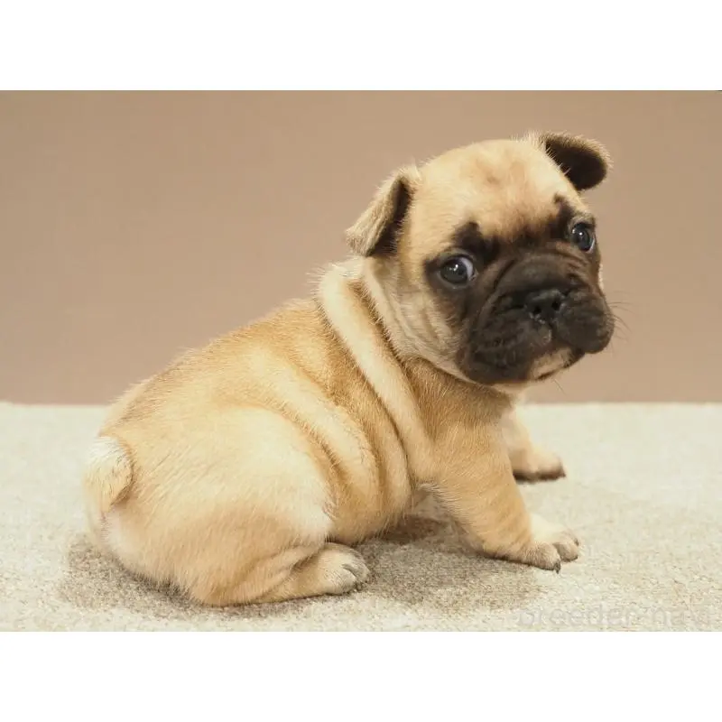 販売中の愛知県のフレンチブルドッグ-453876の7枚目