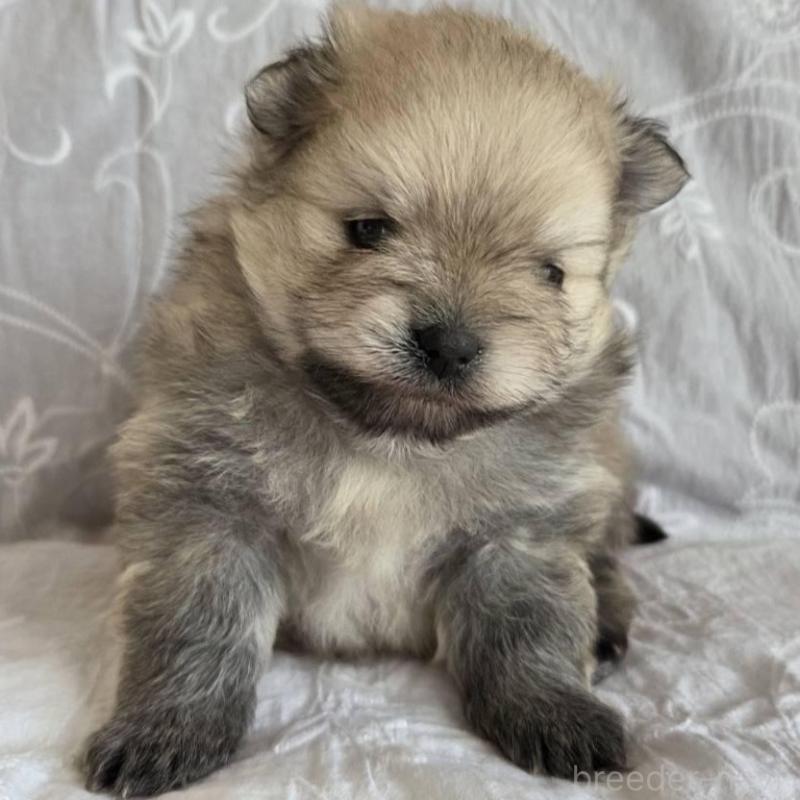 販売中の群馬県のポメラニアン-453872の3枚目