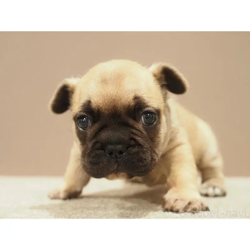 販売中の愛知県のフレンチブルドッグ-453876の5枚目