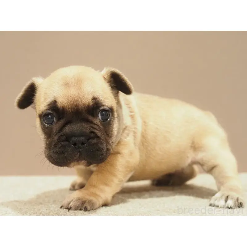 販売中の愛知県のフレンチブルドッグ-453876の4枚目