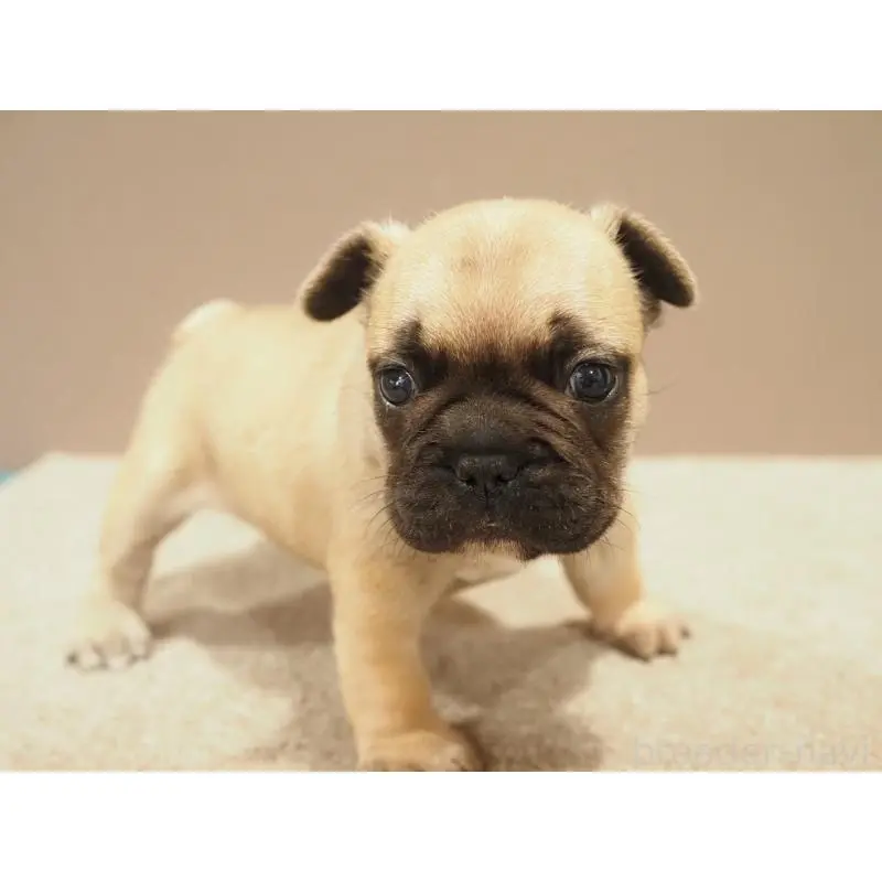 販売中の愛知県のフレンチブルドッグ-453876の3枚目