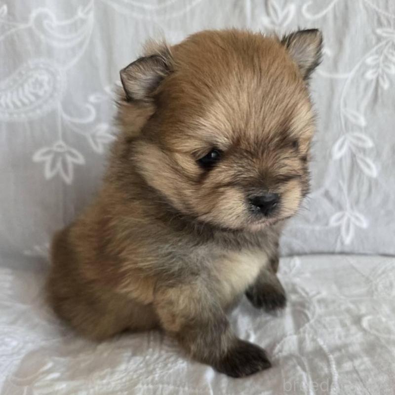 販売中の群馬県のポメラニアン-453874の5枚目