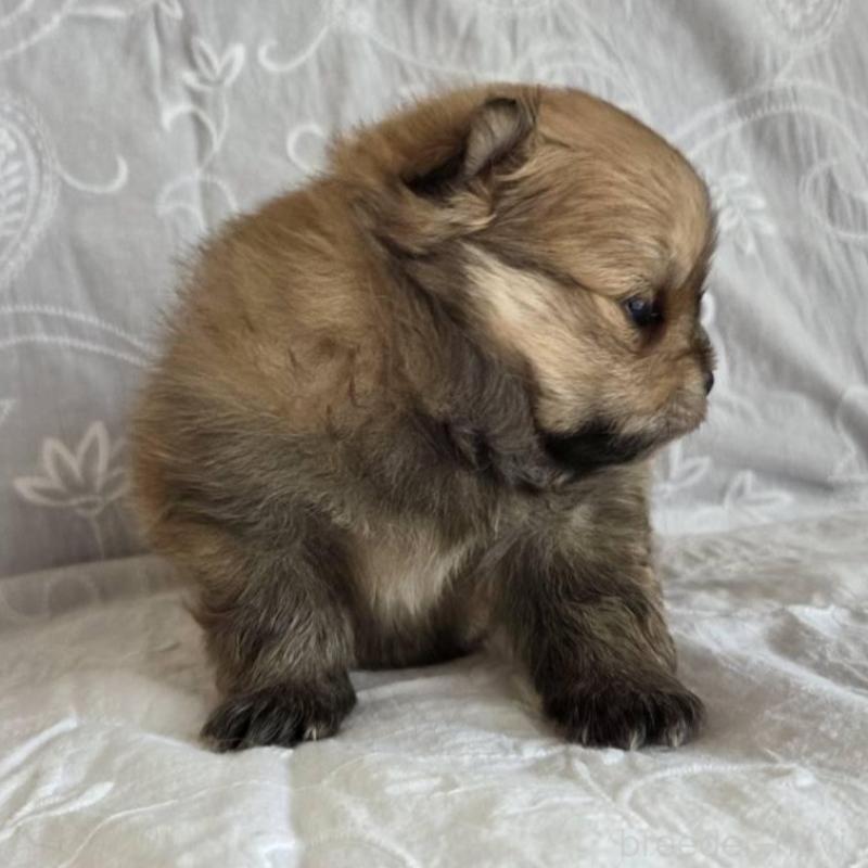 販売中の群馬県のポメラニアン-453874の4枚目