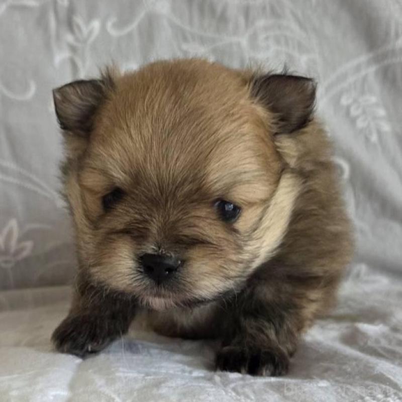 販売中の群馬県のポメラニアン-453874の3枚目