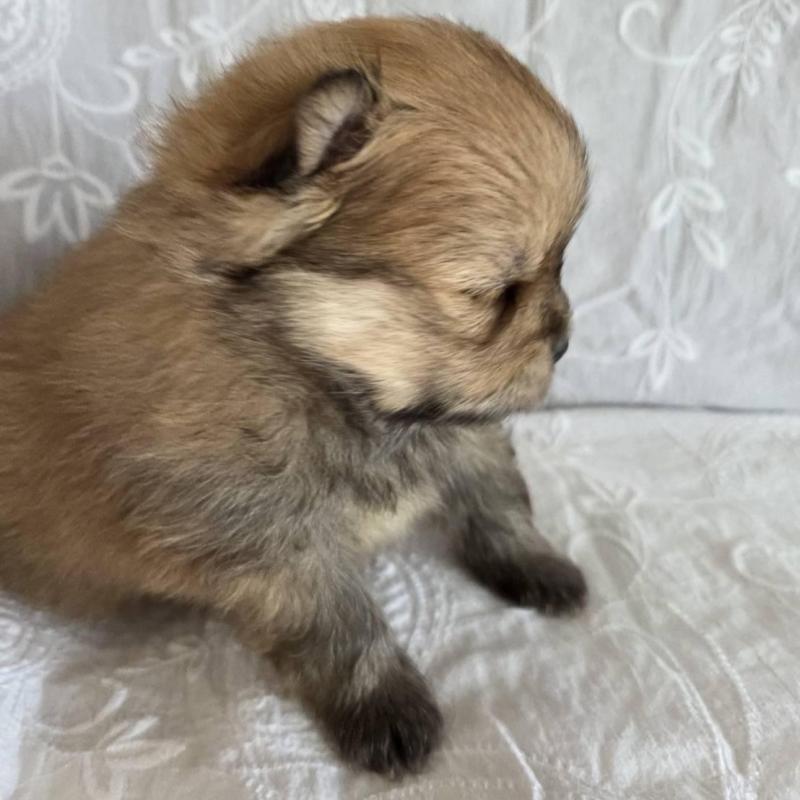 販売中の群馬県のポメラニアン-453874の2枚目