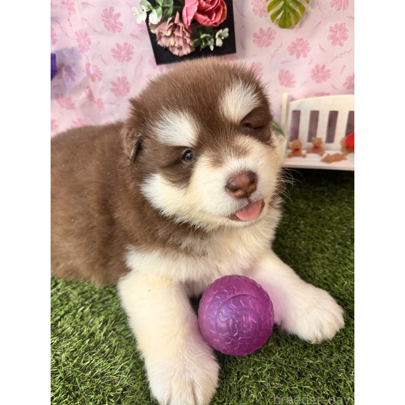 販売中の静岡県のアラスカンマラミュート-453875の10枚目