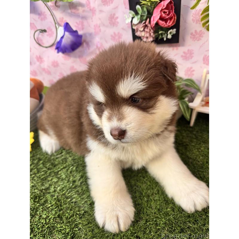 販売中の静岡県のアラスカンマラミュート-453875の9枚目